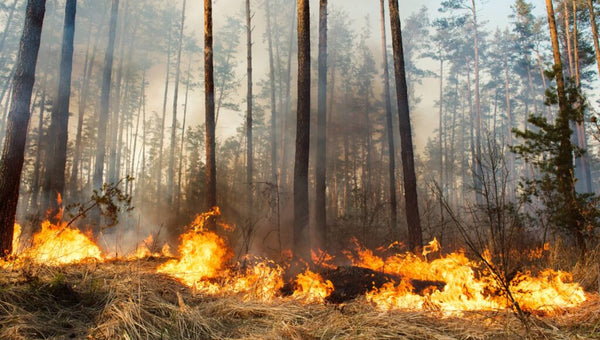 Survive in Canadian Wildfires: What You Need to Know?