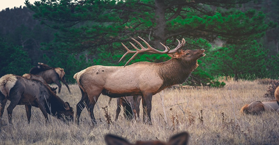 Deer Hunting Season in Ontario (2025 Guide)