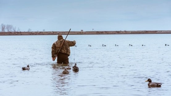 Duck Hunting Season Ontario: Everything You Need To Know