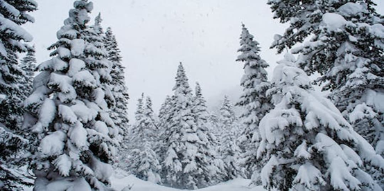 Preparing for Blizzard? What's Best to Do?