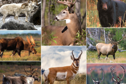 Hunting Season in Nova Scotia 2025: Seasons, Bag Limits, and Much More
